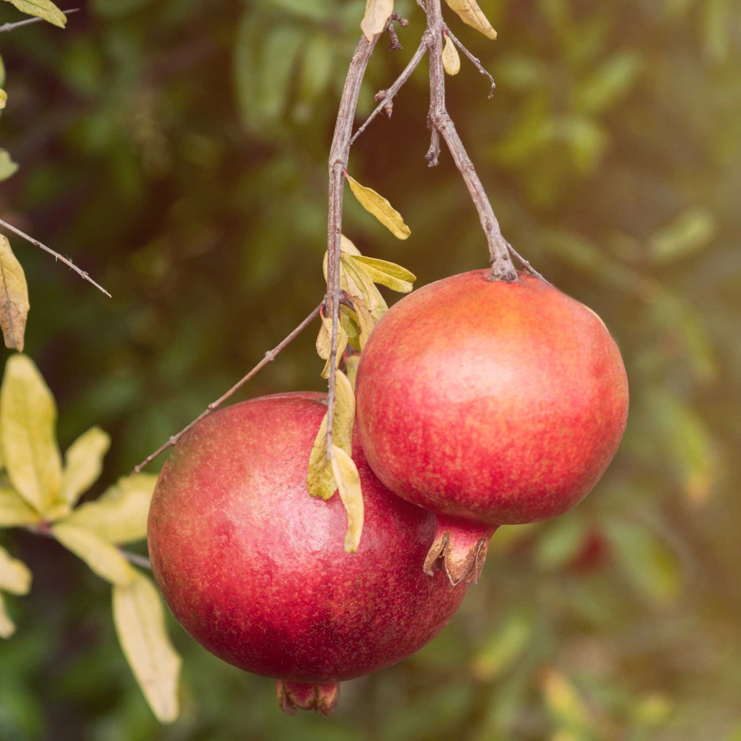 Cold Hardy Red Pomegranate plant bearing bright red fruits on a twig with yellowing leaves on Tampa Home & Garden Store