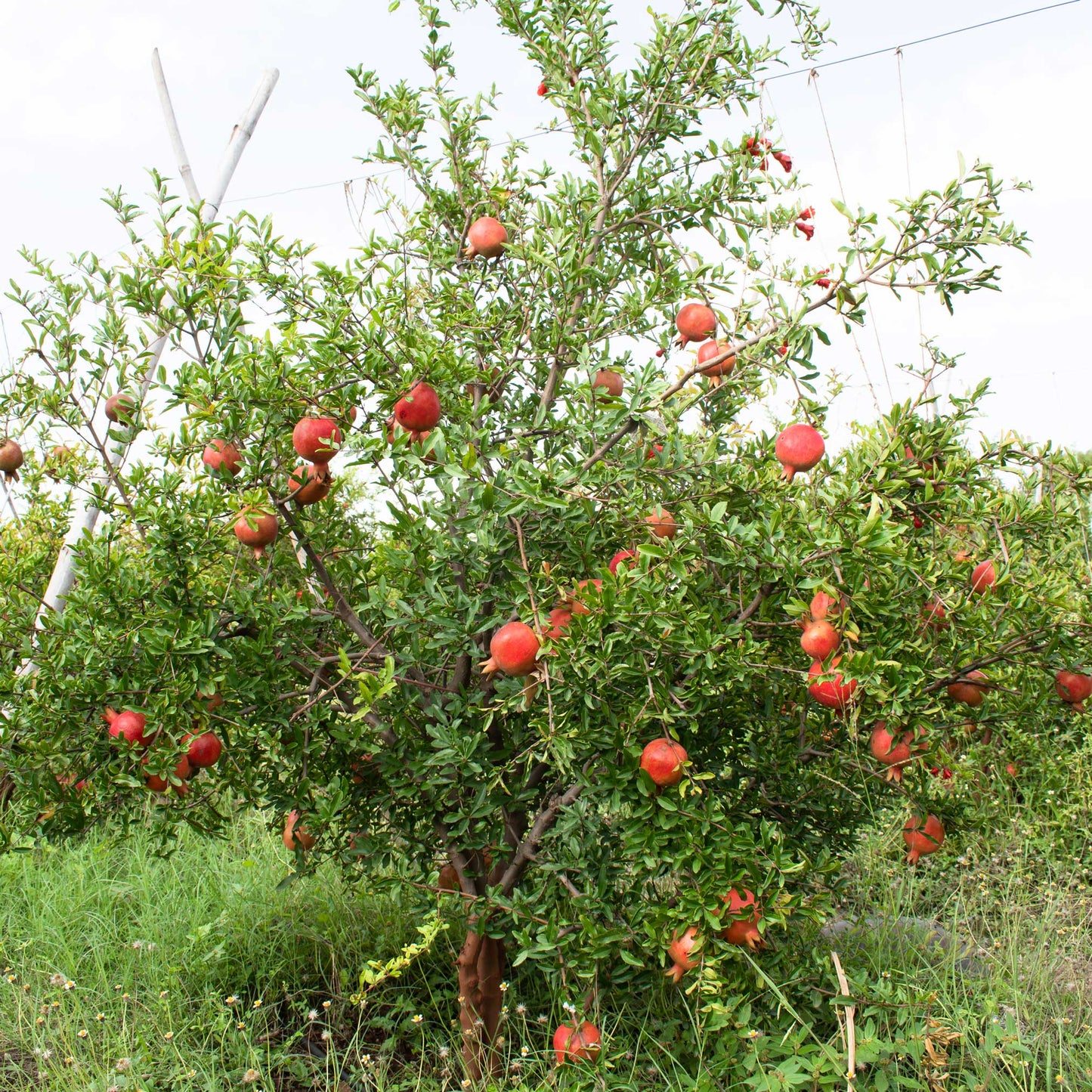 Cold Hardy Red Pomegranate plant outdoors with glossy green leaves and red fruit on Tampa Home & Garden Store