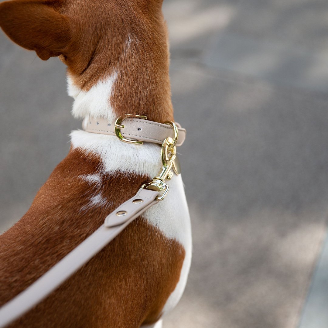 Collar - Air Tag Enabled - Vegan Leather - Cupertino - Tampa Home & Garden Store