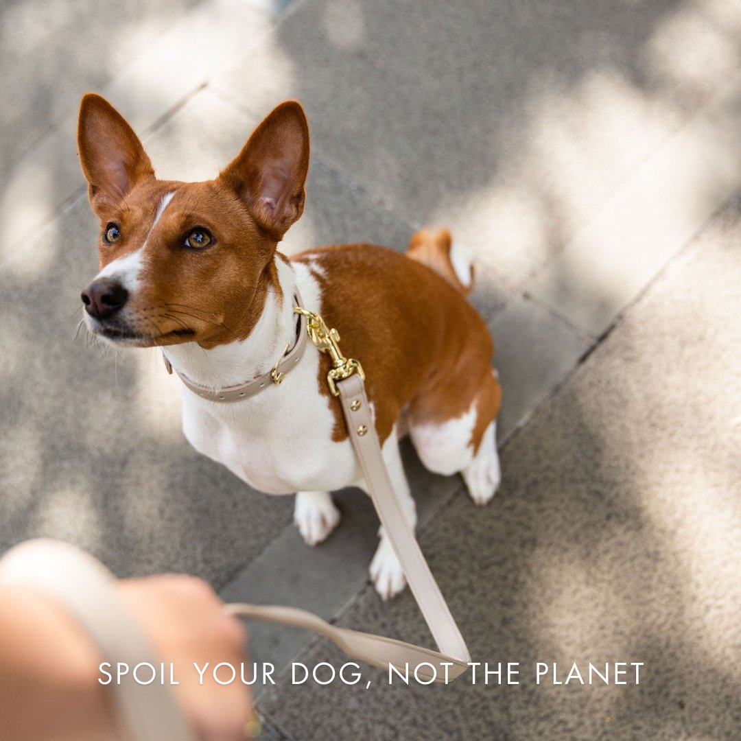 Collar - Air Tag Enabled - Vegan Leather - Cupertino - Tampa Home & Garden Store