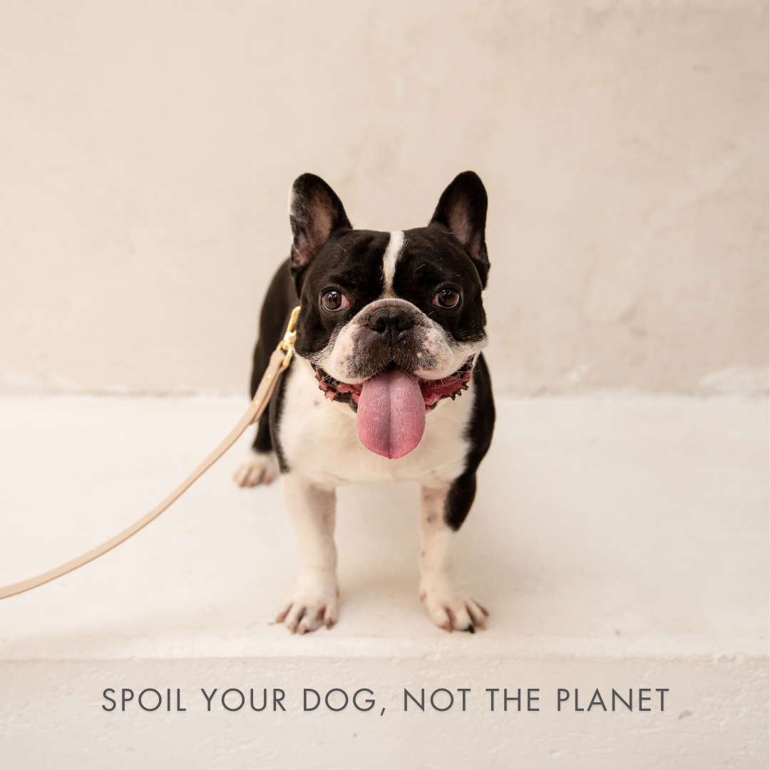 Collar - Air Tag Enabled - Vegan Leather - Cupertino - Tampa Home & Garden Store