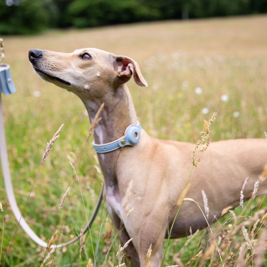Collar - Air Tag Enabled - Vegan Leather - Cupertino - Tampa Home & Garden Store