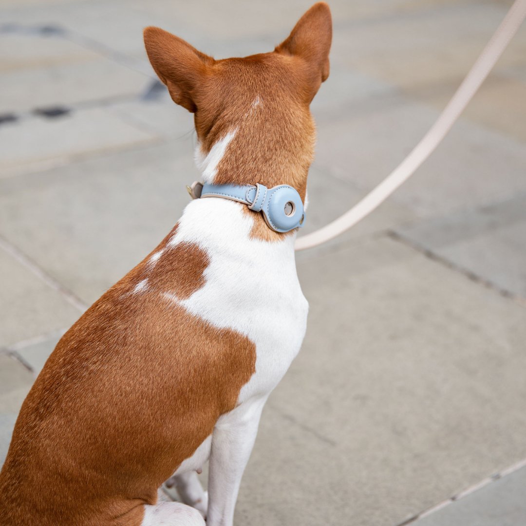 Collar - Air Tag Enabled - Vegan Leather - Cupertino - Tampa Home & Garden Store