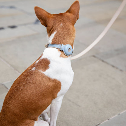 Collar - Air Tag Enabled - Vegan Leather - Cupertino - Tampa Home & Garden Store