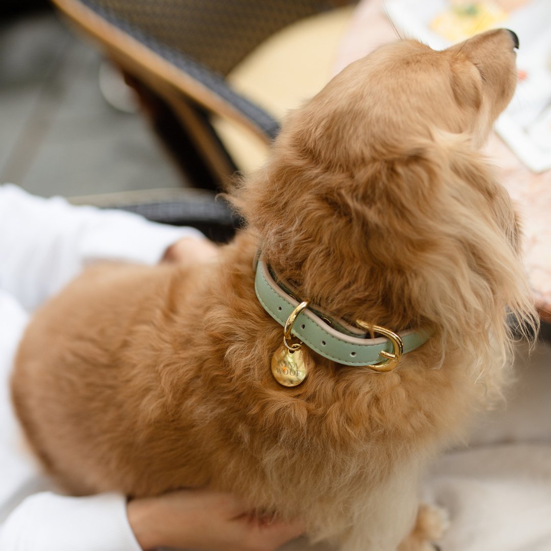 Collar - Vegan Leather - Copenhagen - Tampa Home & Garden Store