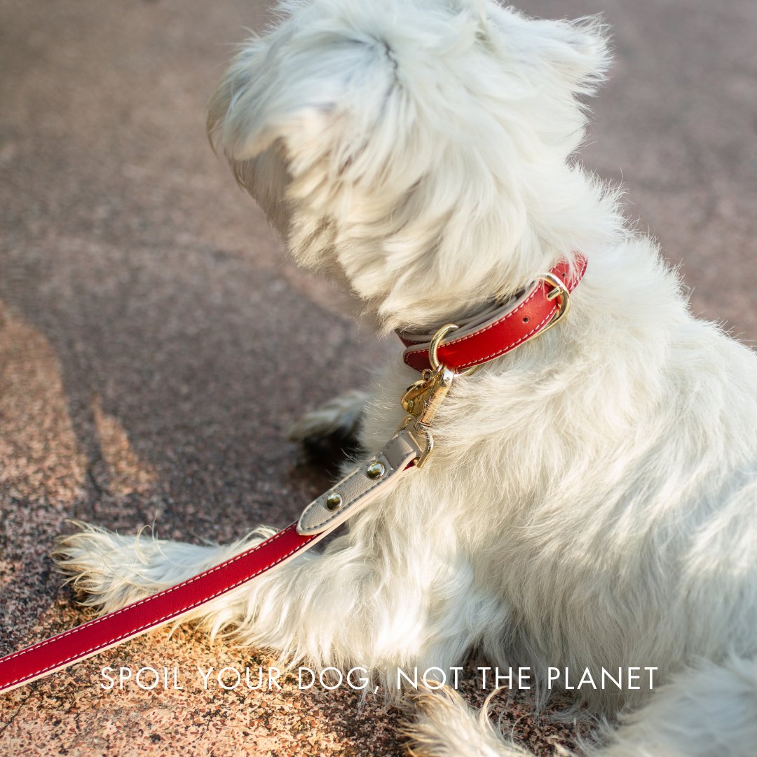 Collar - Vegan Leather - Copenhagen - Tampa Home & Garden Store