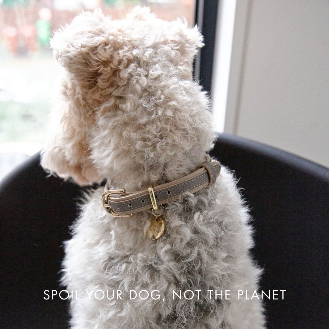 Collar - Vegan Leather - London - Tampa Home & Garden Store