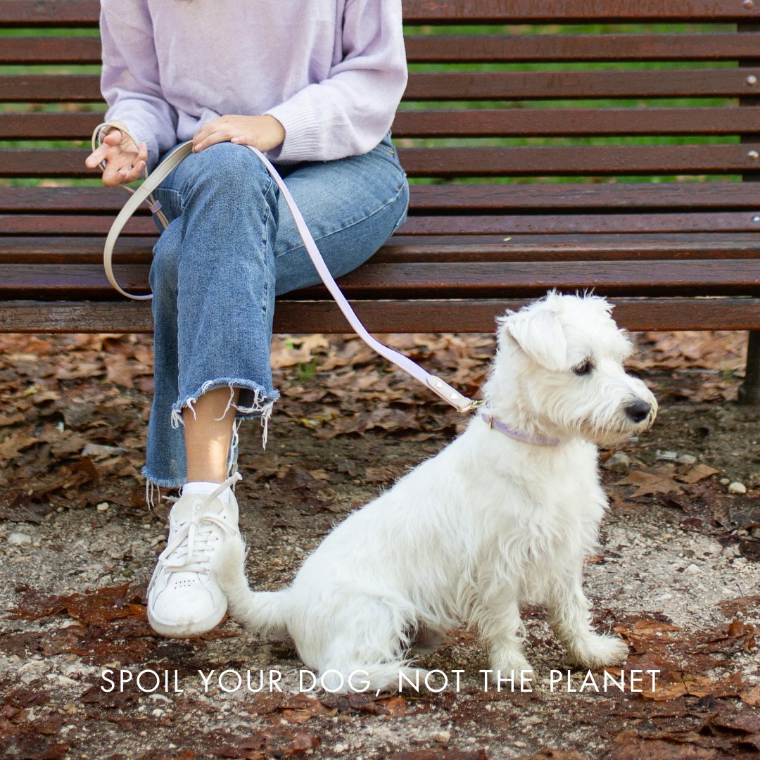 Collar - Vegan Leather - London - Tampa Home & Garden Store