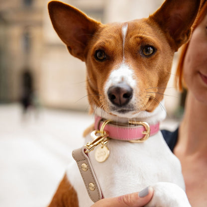 Collar - Vegan Leather - Rio - Tampa Home & Garden Store