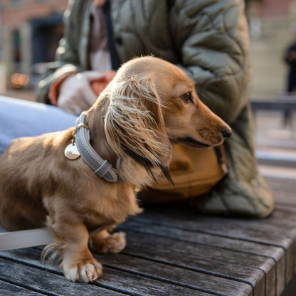 Collar - Vegan Leather - Tampa Home & Garden Store