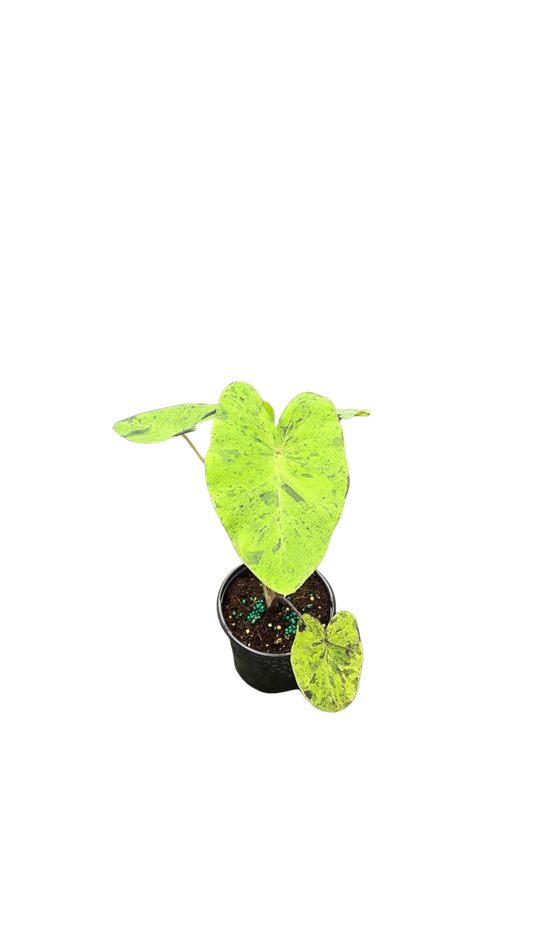 Colocasia Esculenta Mojito 4 inch Grower Pot - Tampa Home & Garden Store