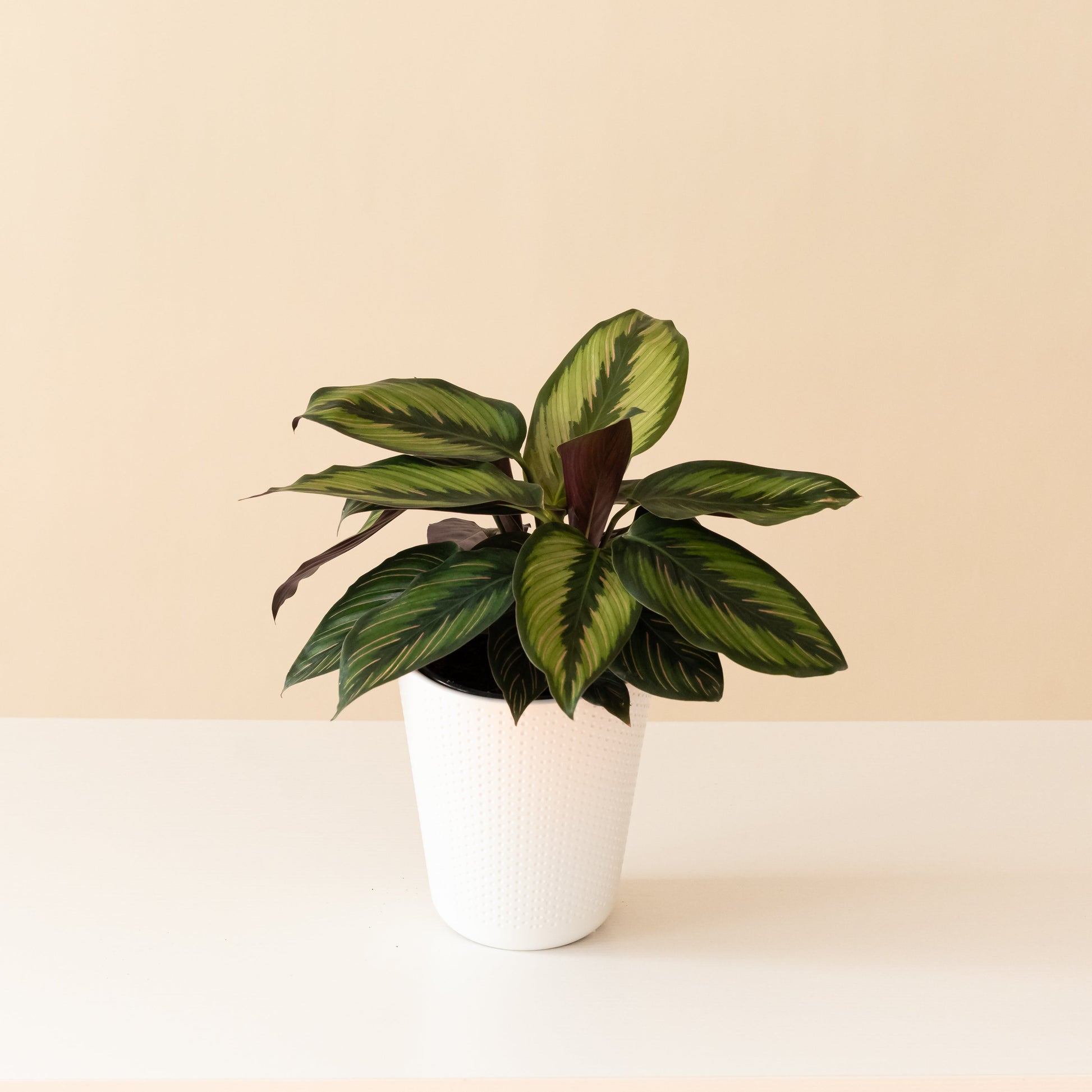 ColorFull® Beauty Star - Tampa Home & Garden Store