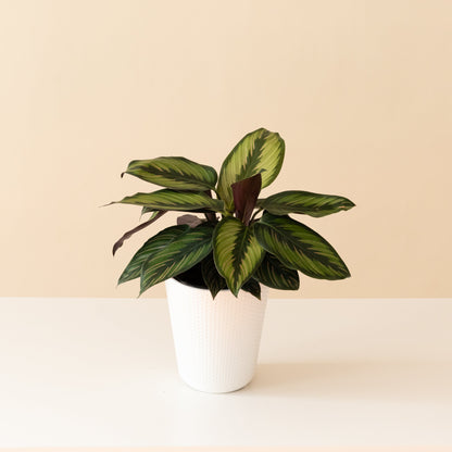 ColorFull® Beauty Star - Tampa Home & Garden Store