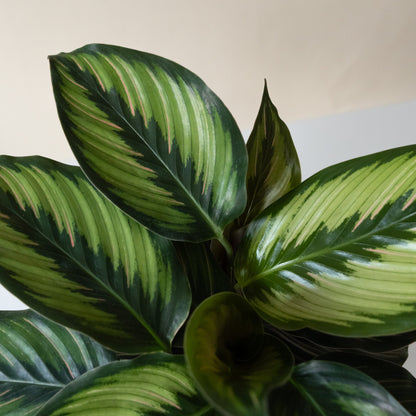 ColorFull® Beauty Star - Tampa Home & Garden Store