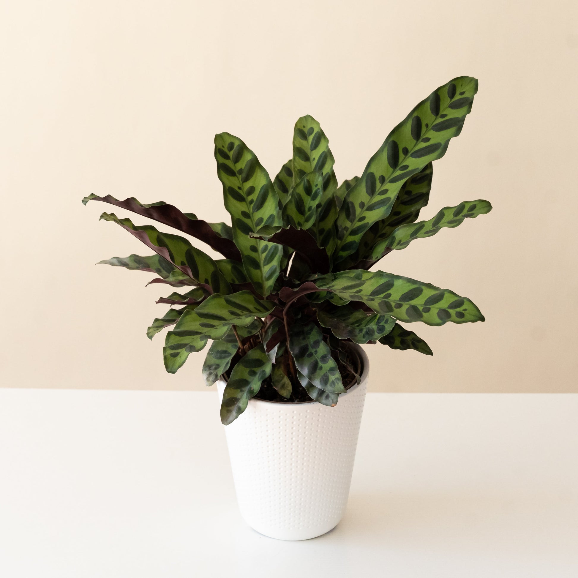 ColorFull® Insignis - Tampa Home & Garden Store