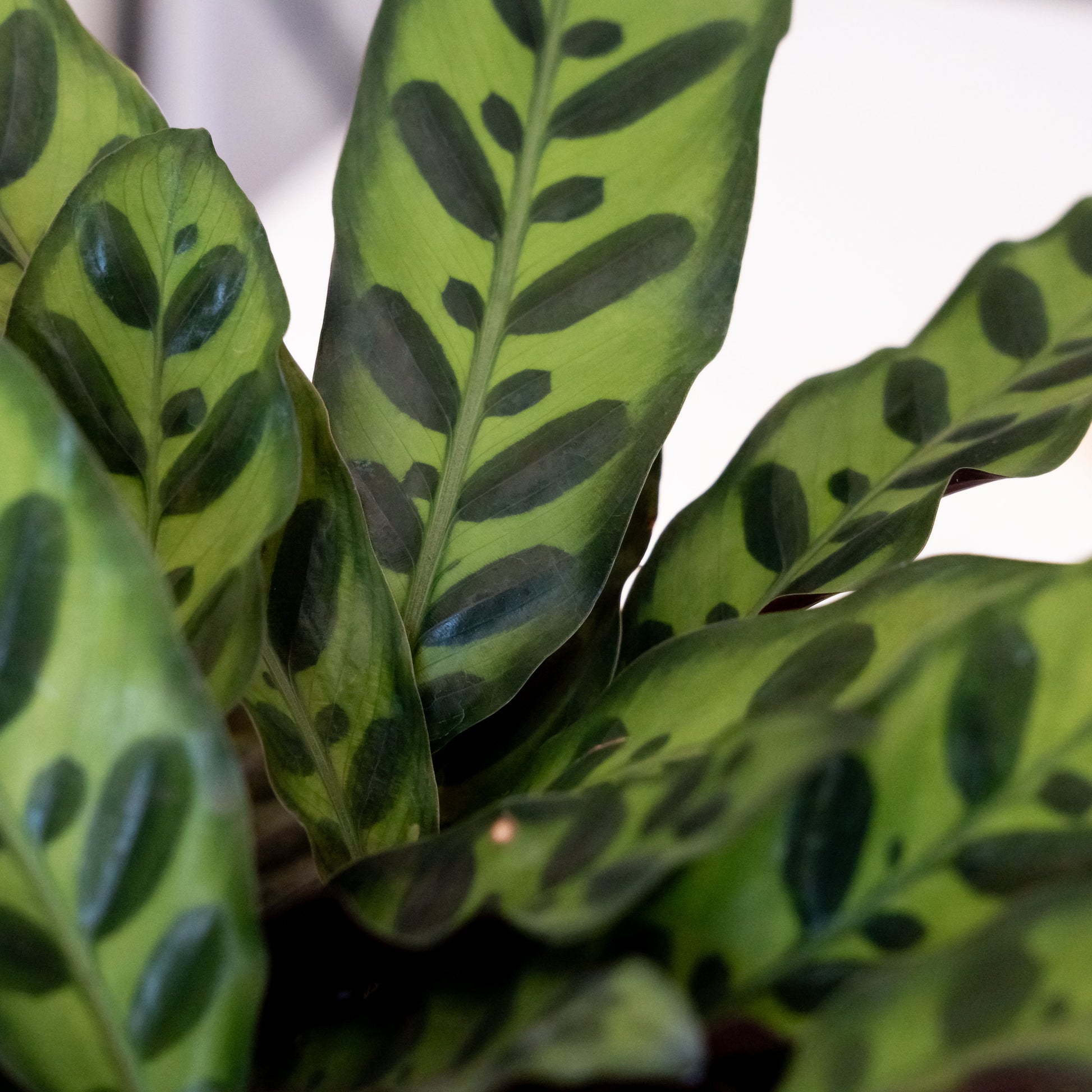 ColorFull® Insignis - Tampa Home & Garden Store