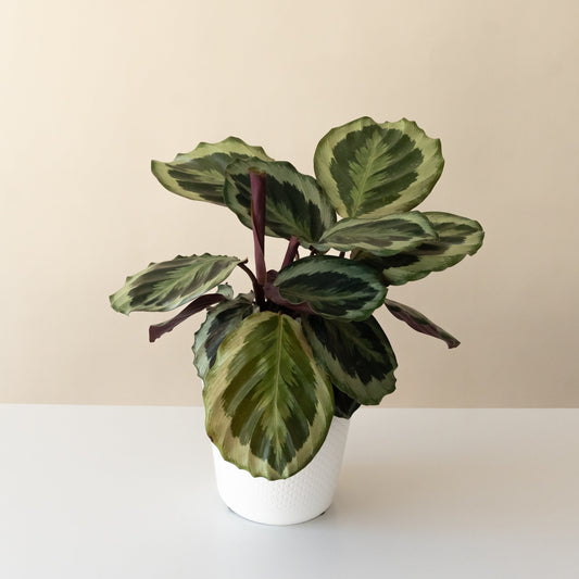 ColorFull® Like a Prayer™ - Tampa Home & Garden Store