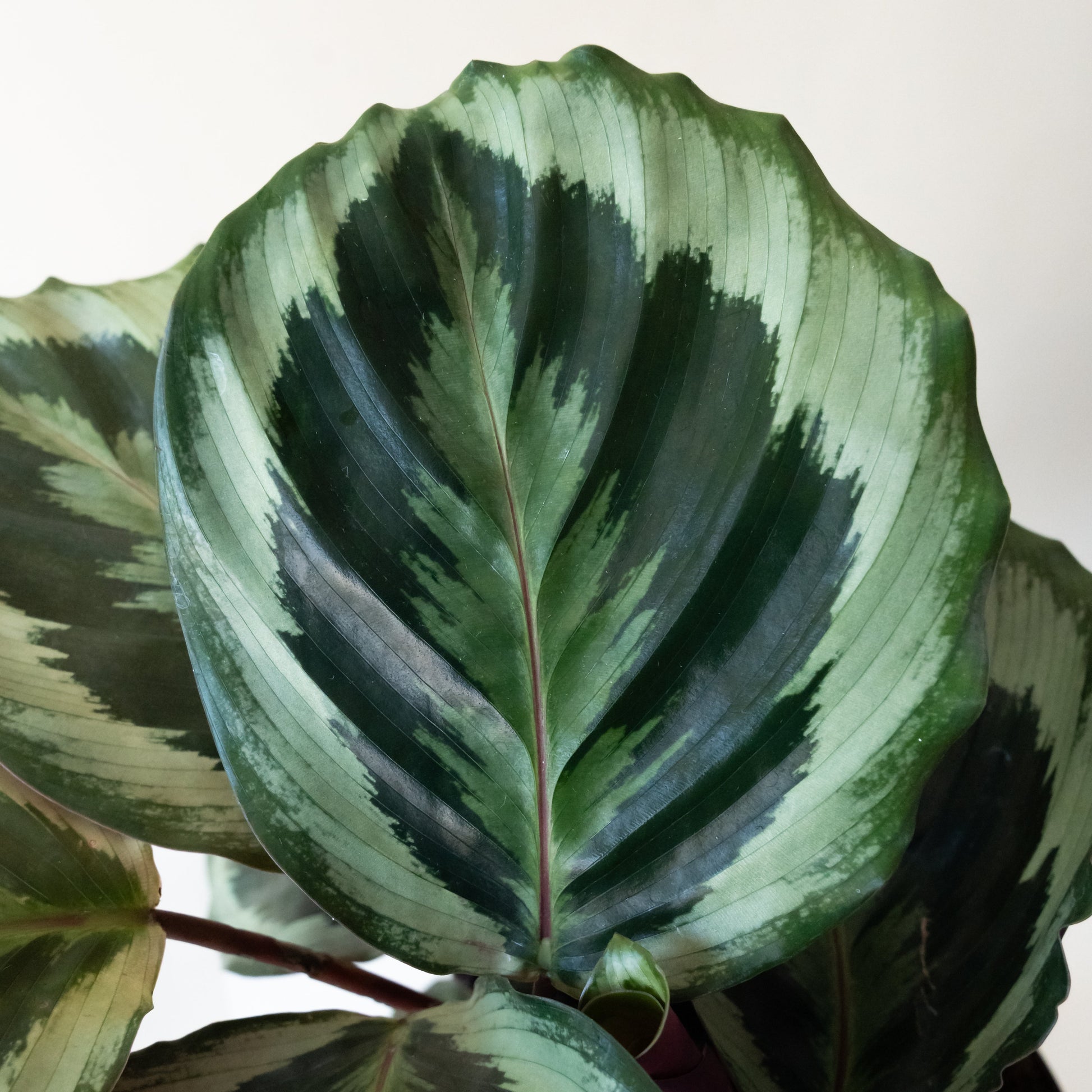 ColorFull® Like a Prayer™ - Tampa Home & Garden Store