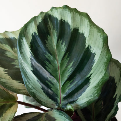 ColorFull® Like a Prayer™ - Tampa Home & Garden Store