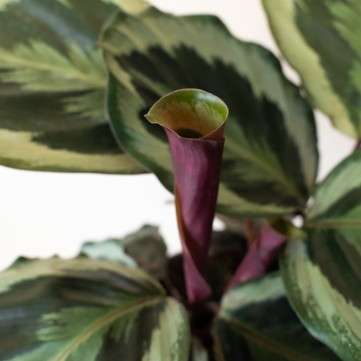 ColorFull® Like a Prayer™ - Tampa Home & Garden Store