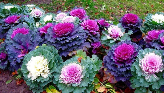 Colorful Japanese Ornamental Cabbage Osaka Mix Decorative - 50 Seeds - Flowering Kale Mix - Tampa Home & Garden Store