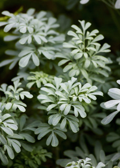 Rue Plant (Ruta graveolens)