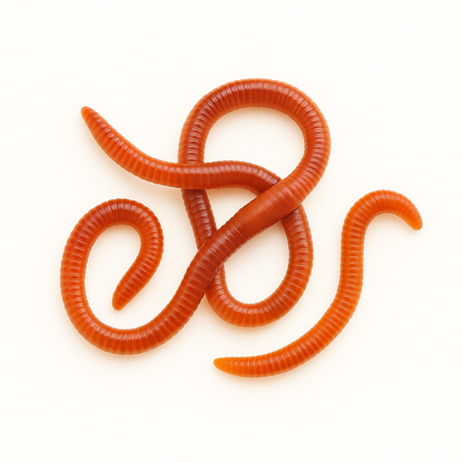 Composting Red Wriggler Worms - Tampa Home & Garden Store