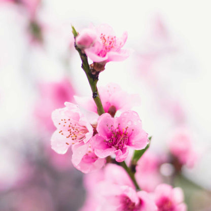 Contender Peach plant with pink blossoms on a slender stem on Tampa Home & Garden Store