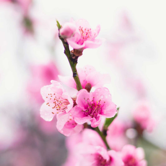 Contender Peach plant with pink blossoms on a slender stem on Tampa Home & Garden Store