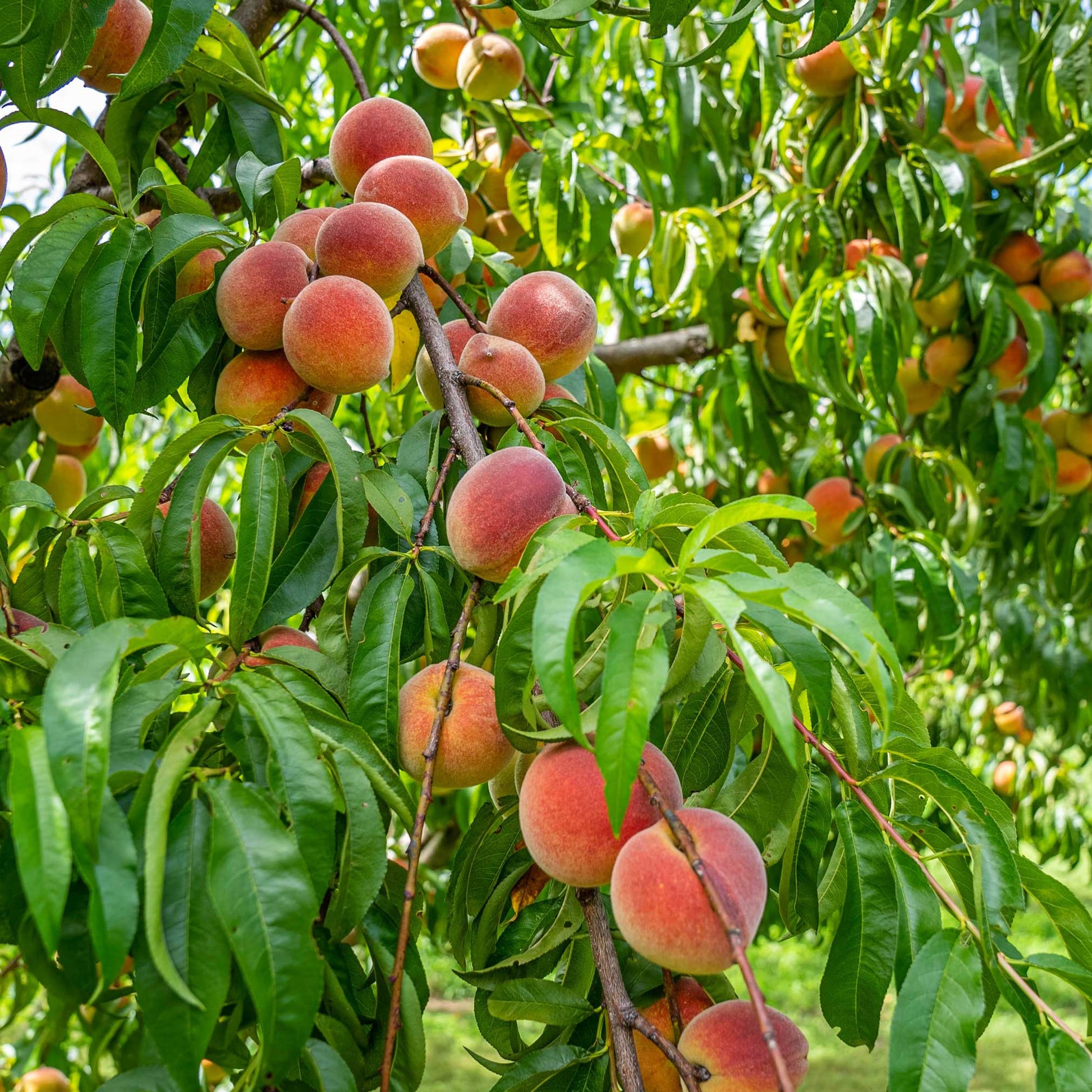 Contender Peach plant on a peach tree with ripe peaches and glossy green leaves on Tampa Home & Garden Store