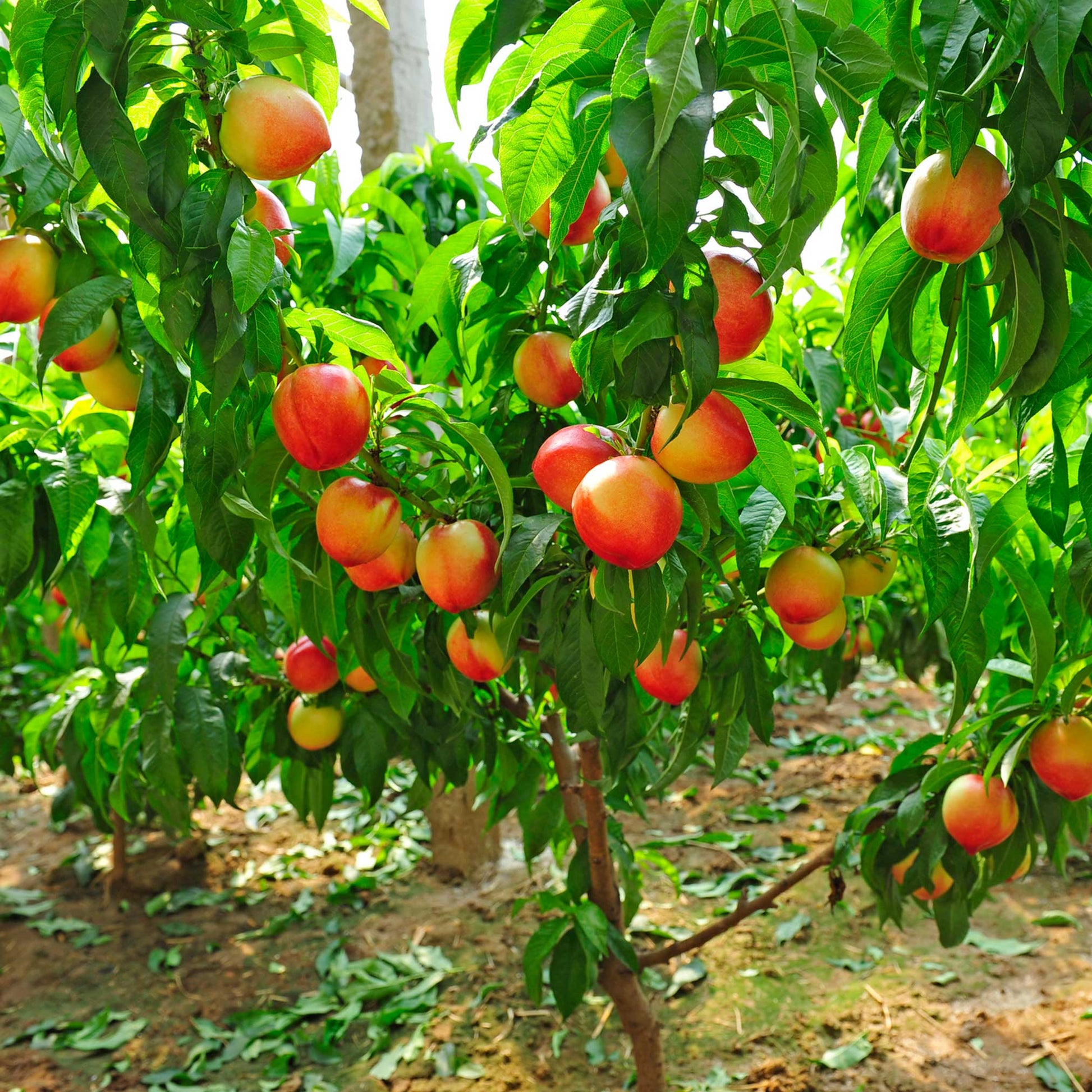 Contender Peach plant with lush green leaves and ripe peaches on a sunlit tree on Tampa Home & Garden Store