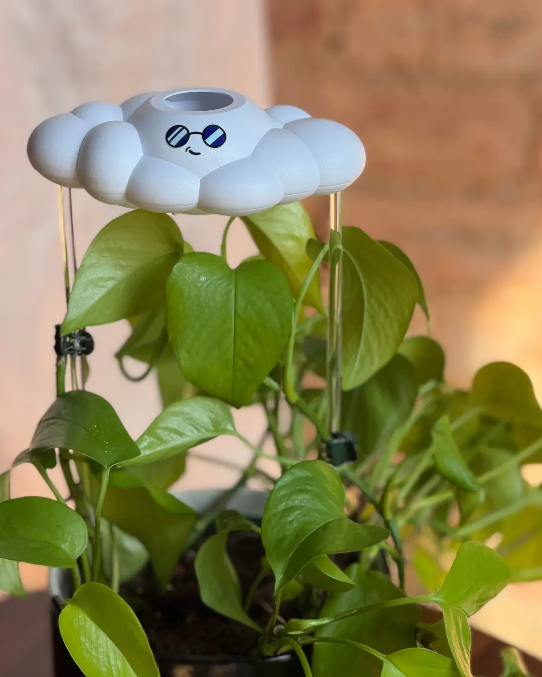 Cooper the Cloud watering can by The Cloud Makers, cloud design perched on a pothos plant on Tampa Home & Garden Store