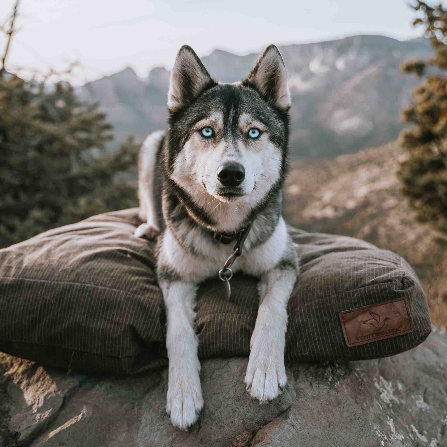 Camas para perros y fundas para camas para perros