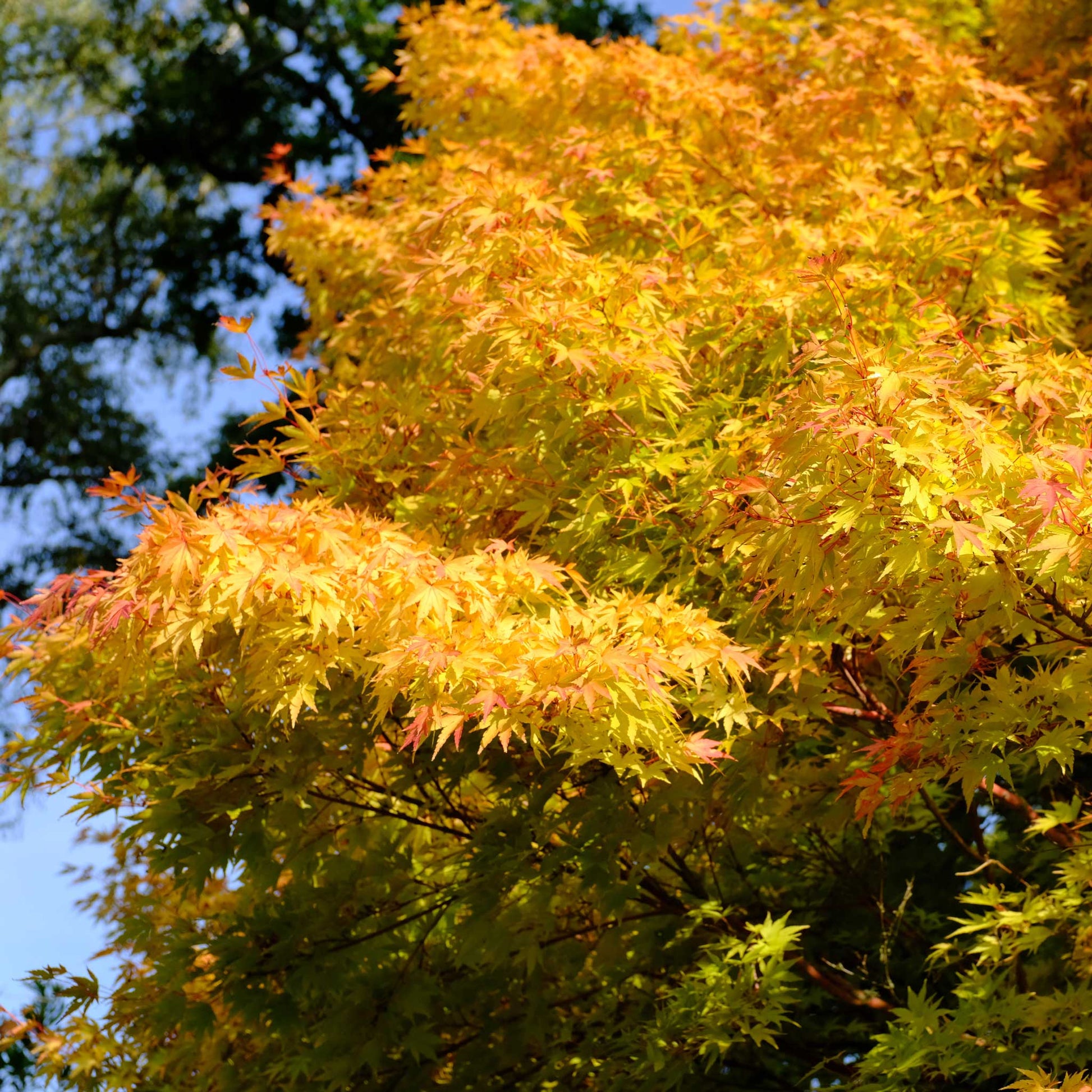 Coral Bark Japanese Maple Tree plant with orange yellow autumn foliage Live Good Logistics on Tampa Home & Garden Store
