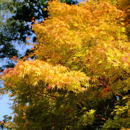 Coral Bark Japanese Maple Tree plant with orange yellow autumn foliage Live Good Logistics on Tampa Home & Garden Store