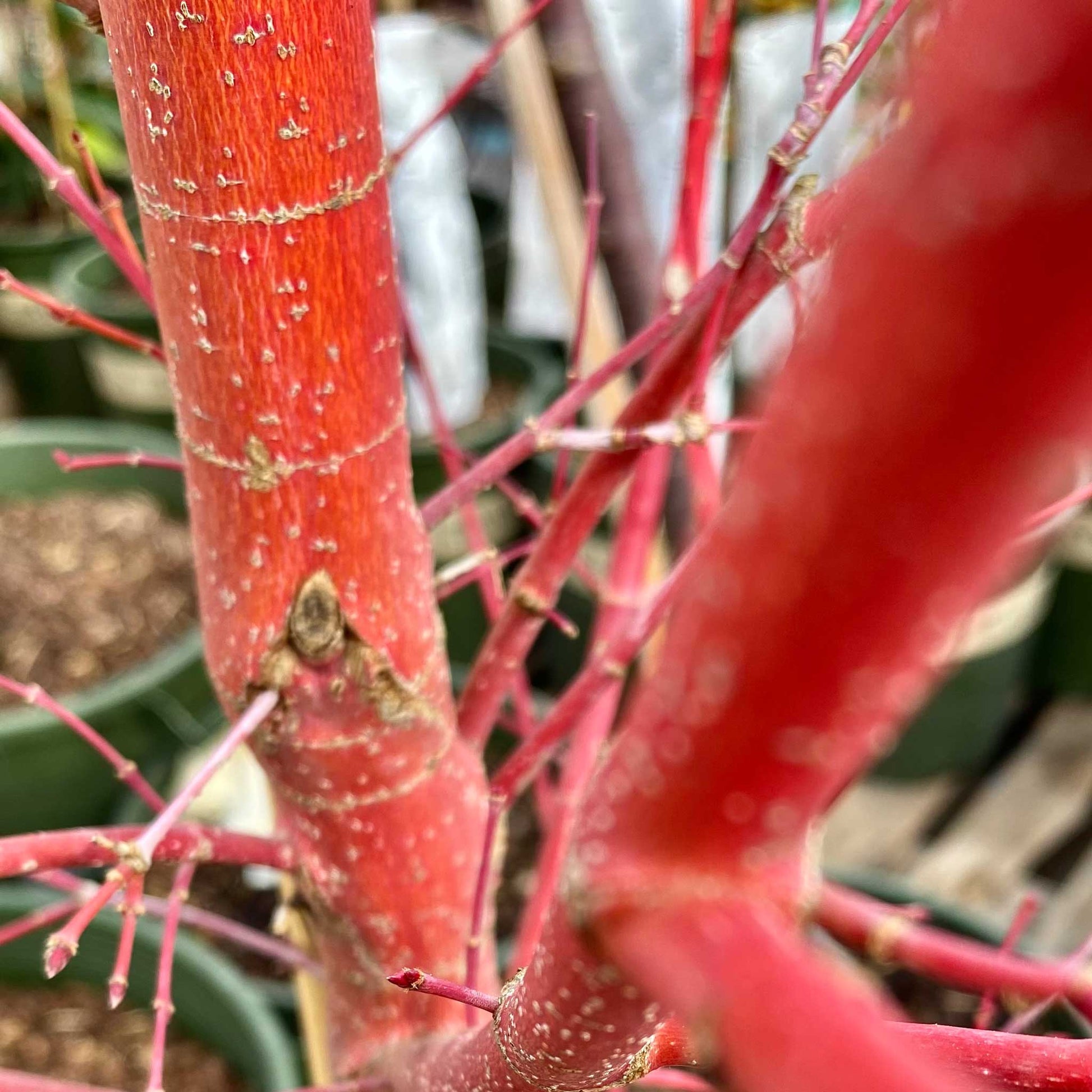 Coral Bark Japanese Maple Tree plant red coral bark branches Live Good Logistics on Tampa Home & Garden Store