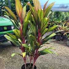 Cordyline - Tampa Home & Garden Store