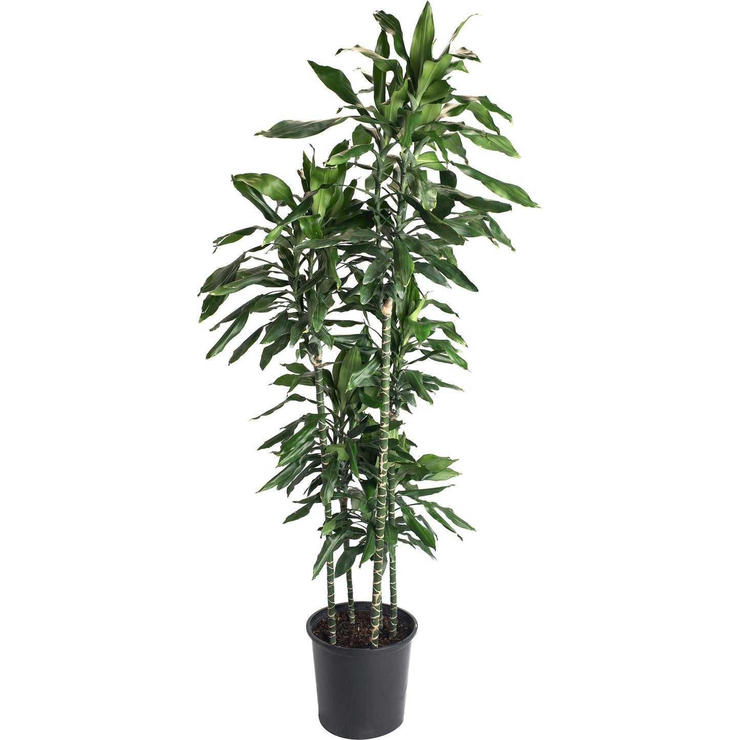 Janet Craig Dracaena plant, tall indoor cane plant with green leaves in a black pot on Tampa Home & Garden Store