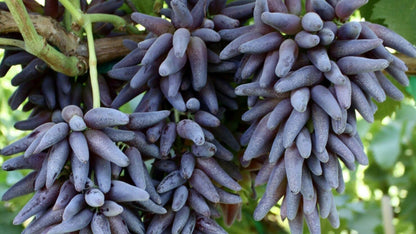 Cotton Candy - Heirloom Rare Deep Black Purple Finger Grape Seeds - Vitus Vinifera - Sweet Fruit - Tampa Home & Garden Store