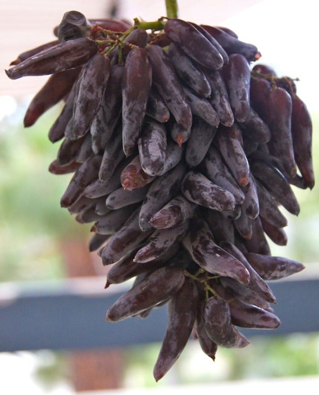 Cotton Candy - Heirloom Rare Deep Black Purple Finger Grape Seeds - Vitus Vinifera - Sweet Fruit - Tampa Home & Garden Store