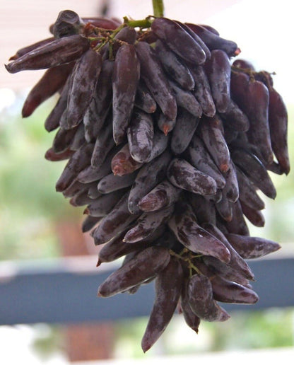 Cotton Candy - Heirloom Rare Deep Black Purple Finger Grape Seeds - Vitus Vinifera - Sweet Fruit - Tampa Home & Garden Store