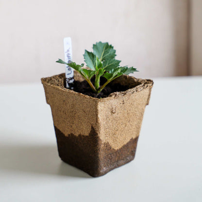 CowPots® #4 Square - Tampa Home & Garden Store