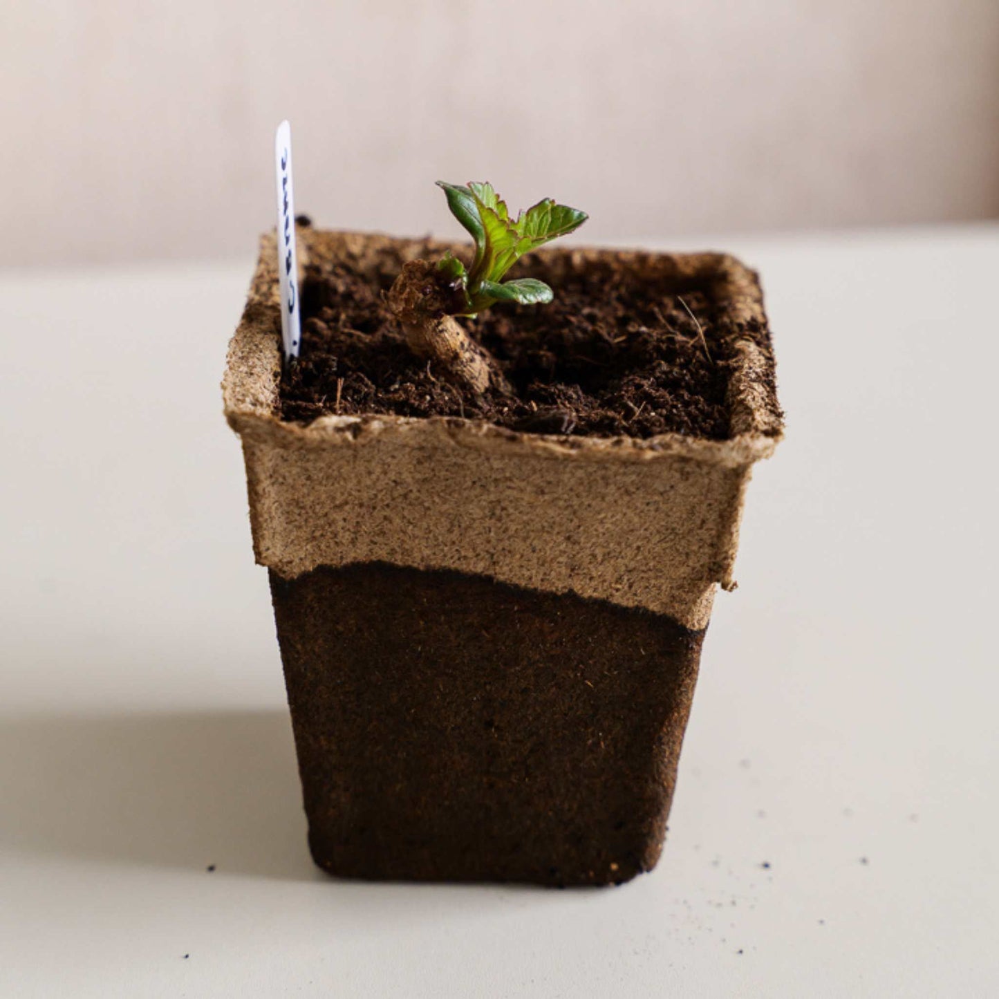 CowPots® #4 Square - Tampa Home & Garden Store