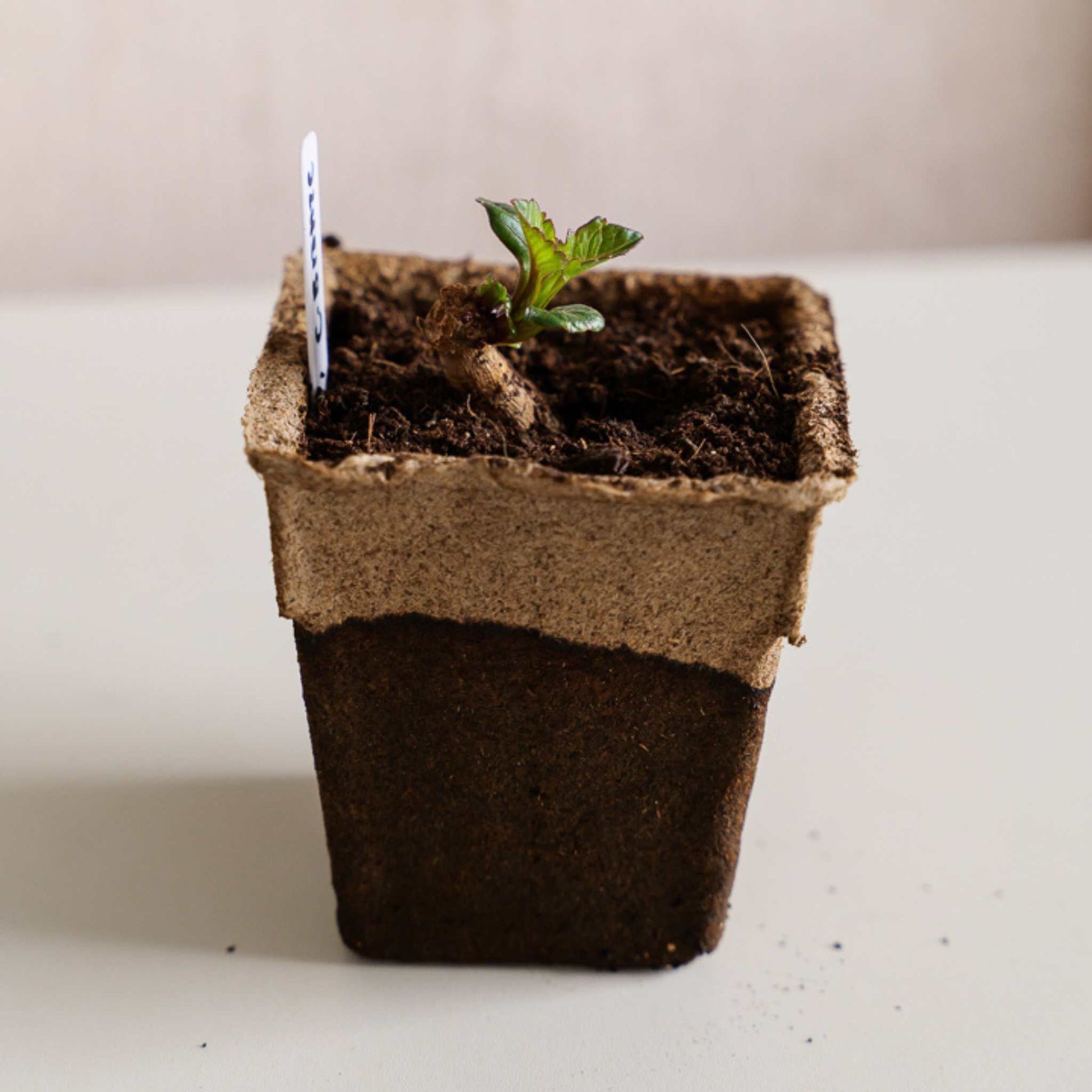 CowPots® #4 Square - Tampa Home & Garden Store