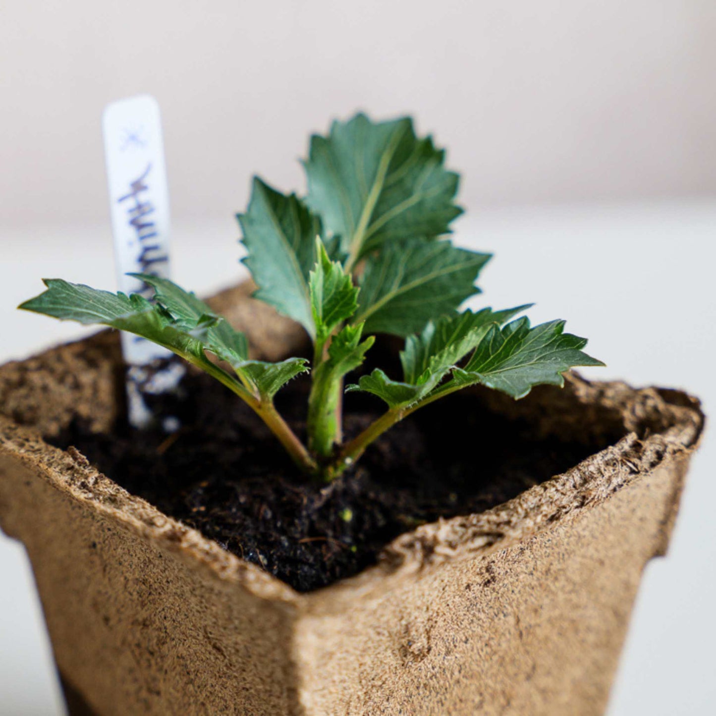 CowPots® #4 Square - Tampa Home & Garden Store
