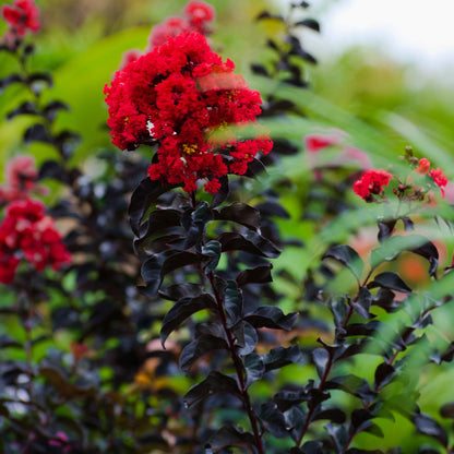 Thunderstruck™ Rumblin Red™ Crape Myrtle plant with bright red blooms and dark burgundy foliage on Tampa Home & Garden Store