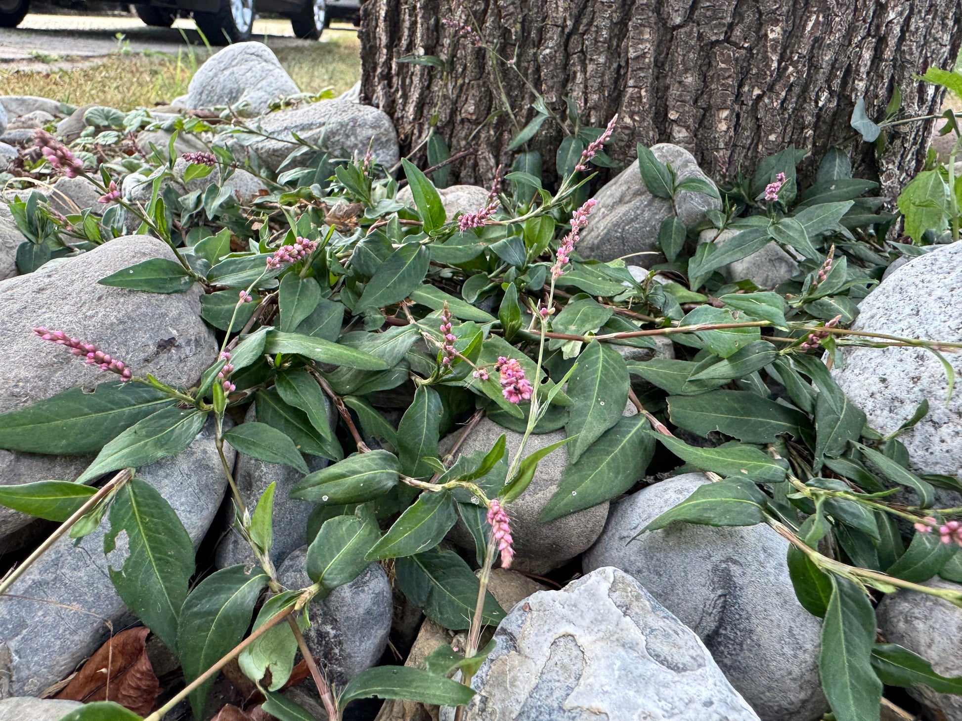 Creeping Smartweed™ — Low-Growing, Native Groundcover with Pink Blooms & Pollinator Friendly - Tampa Home & Garden Store