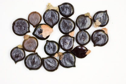 Creeping Smartweed™ — Low-Growing, Native Groundcover with Pink Blooms & Pollinator Friendly - Tampa Home & Garden Store