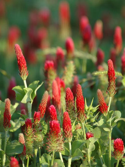 Crimson Clover, Over & Over (Trifolium Incarnatum) Seed - Tampa Home & Garden Store