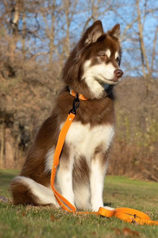 Crimson Glow Waterproof Dog Leash - Tampa Home & Garden Store